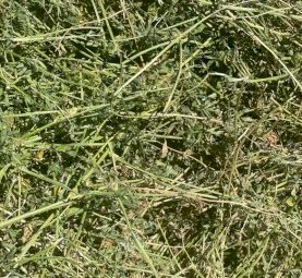 22mt Lucerne Hay 650kg 8x4x3 Bales (New Season 22/23)