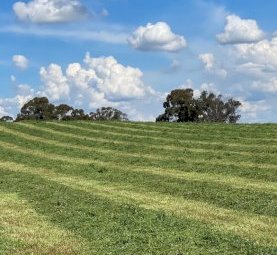 22mt Lucerne Hay 650kg 8x4x3 Bales (New Season 22/23)