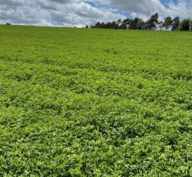 22mt Lucerne Hay 650kg 8x4x3 Bales (New Season 22/23)