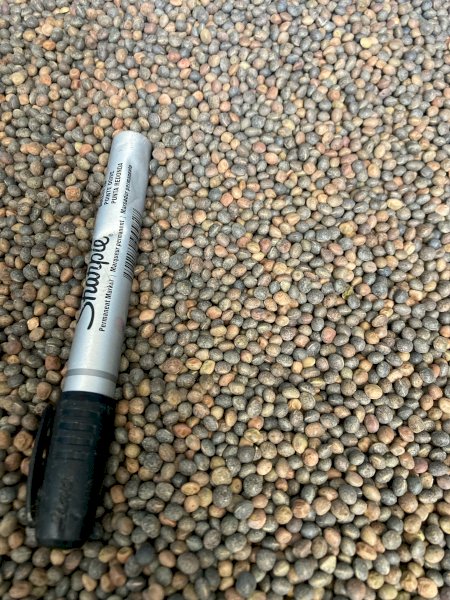 70mt Morava Vetch Seed