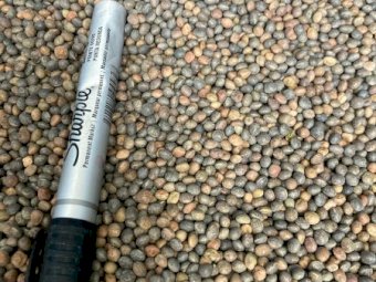 70mt Morava Vetch Seed
