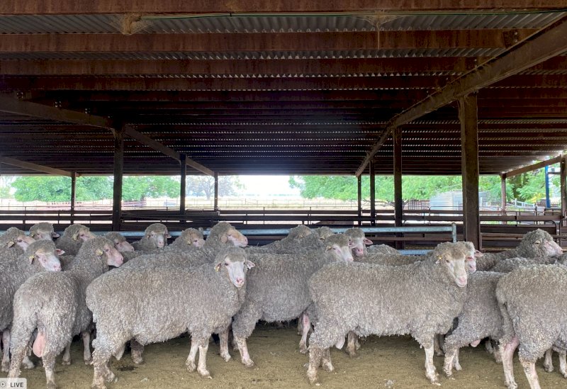 Merryanbone North Poll Merinos. Quality Rams available