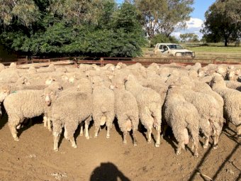 Merryanbone North Poll Merinos. Quality Rams available