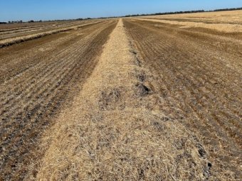 1000mt Barley Straw 500kg 8x4x3 Bales (New Season 22/23)