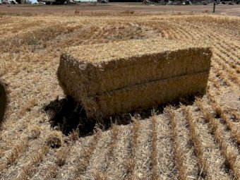 1000mt Barley Straw 500kg 8x4x3 Bales (New Season 22/23)