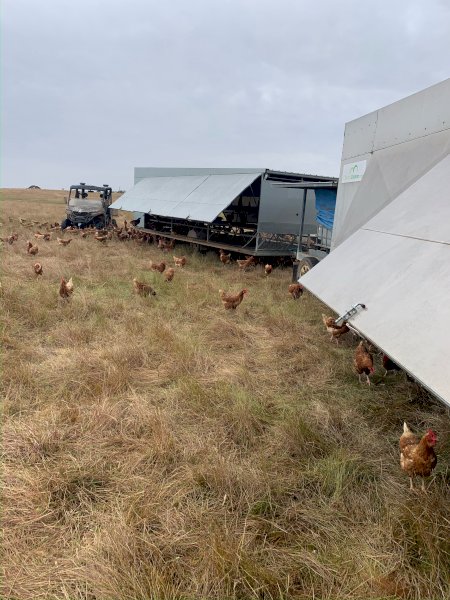 2 x Chicken 450 Caravans