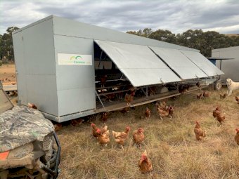 2 x Chicken 450 Caravans