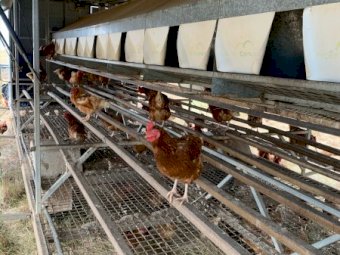 2 x Chicken 450 Caravans