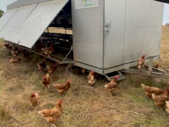 2 x Chicken 450 Caravans