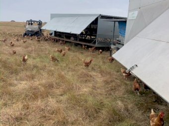 2 x Chicken 450 Caravans