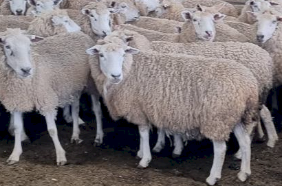 230 x Cashmore Oaklea Composite Ewes