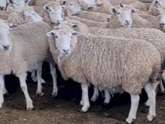 230 x Cashmore Oaklea Composite Ewes