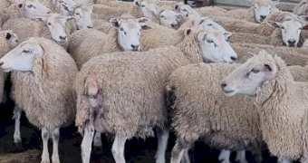 230 x Cashmore Oaklea Composite Ewes