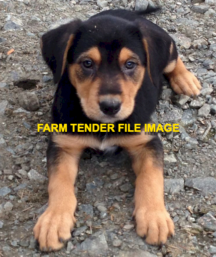 WANTED Huntaway Pups