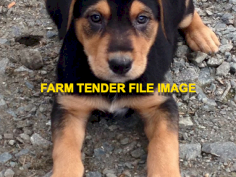 WANTED Huntaway Pups