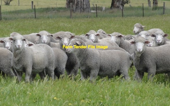 WANTED 20-30 Dohne Ewes
