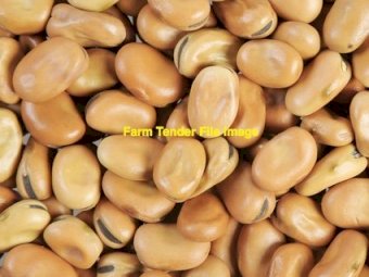 WANTED Samira Faba Beans