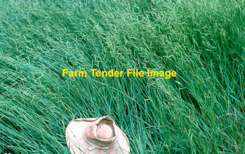 WANTED Humidicola Seed Farm Tender