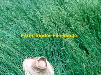 WANTED Humidicola Seed