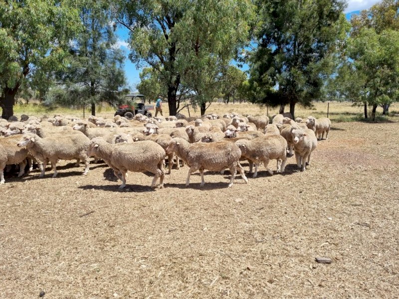 254 x Merino Ewes