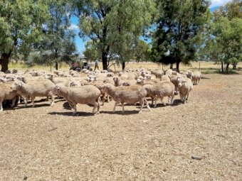 254 x Merino Ewes