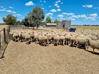 254 x Merino Ewes