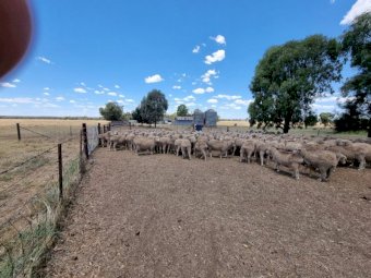 254 x Merino Ewes