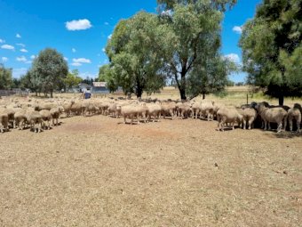 254 x Merino Ewes