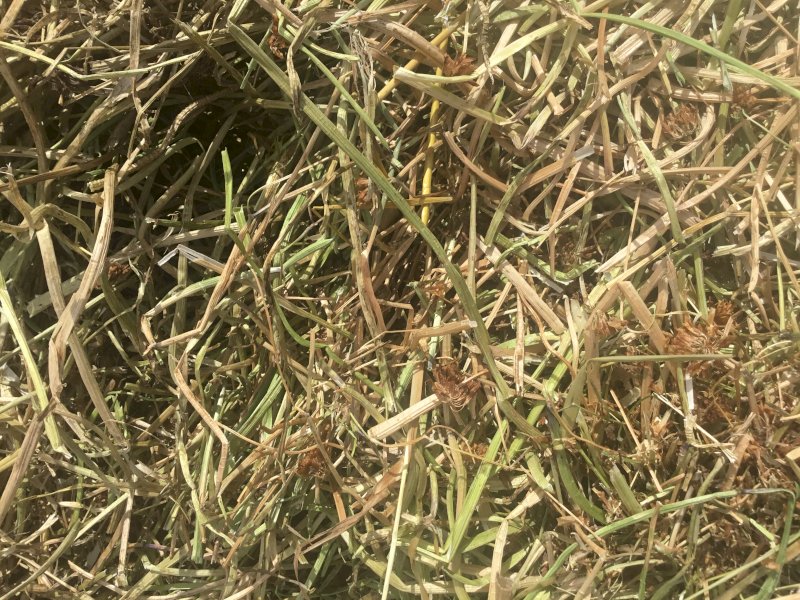 250 x Balansa Clover 5x4 Rolls (Milk Quality)