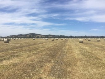 250 x Balansa Clover 5x4 Rolls (Milk Quality)