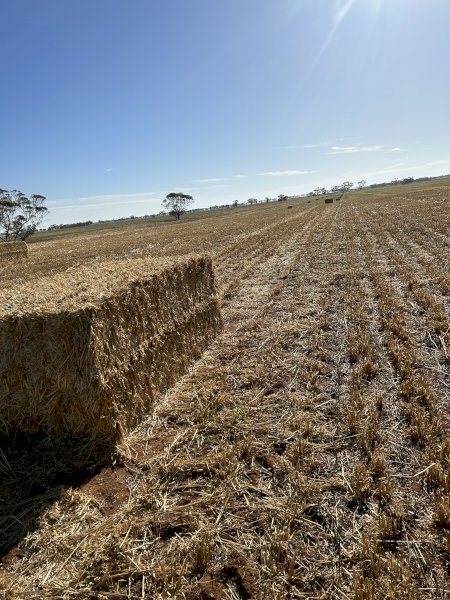125mt Oaten Straw 500kg 8x4x3 Bales (New Season 22/23)