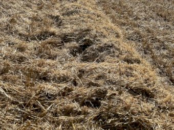 125mt Oaten Straw 500kg 8x4x3 Bales (New Season 22/23)