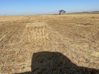 125mt Oaten Straw 500kg 8x4x3 Bales (New Season 22/23)