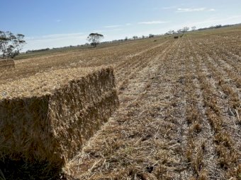 125mt Oaten Straw 500kg 8x4x3 Bales (New Season 22/23)