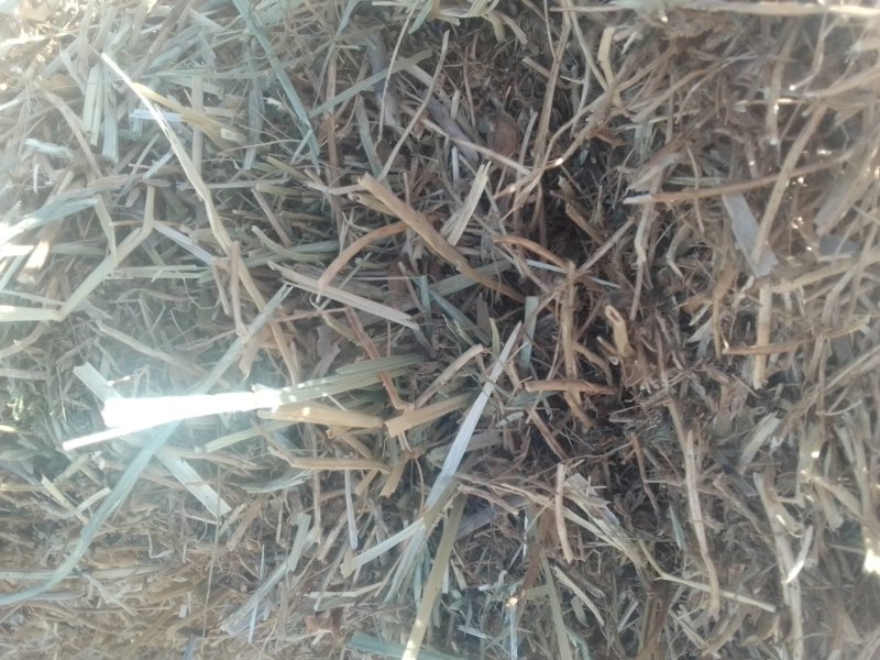 Lentil Ryegrass Hay 8x4x3 Bales