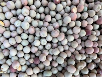100mt Butler Field Peas