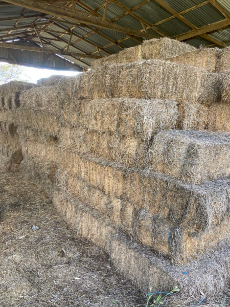 350 x Lucerne Small Bales