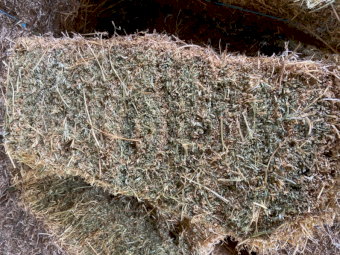 350 x Lucerne Small Bales