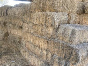 350 x Lucerne Small Bales