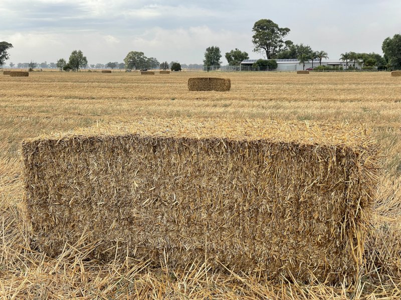 500mt Wheaten Straw 500kg 8x4x3 Bales (New Season 22/23)