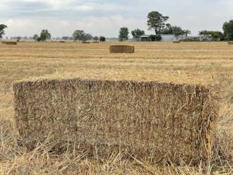 500mt Wheaten Straw 500kg 8x4x3 Bales (New Season 22/23)