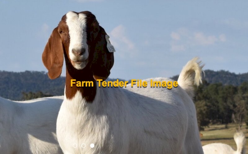 WANTED Boer x Wether Goats