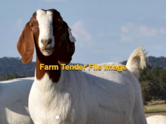 WANTED Boer x Wether Goats