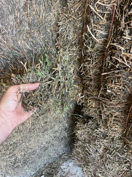 250mt Vetch Hay 600-650kg 8x4x3 Bales (New Season 22/23)