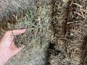 250mt Vetch Hay 600-650kg 8x4x3 Bales (New Season 22/23)