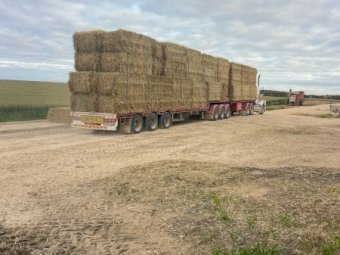 300mt Barley Hay 600-650kg 8x4x3 Bales (New Season 22/23)