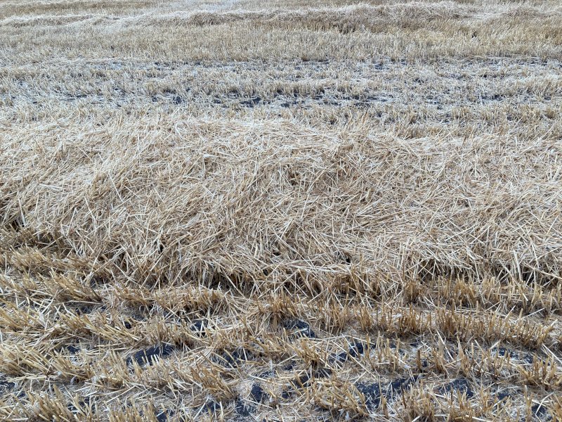 EOI Barley Straw Windrowed