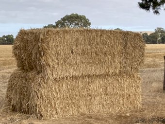 EOI Barley Straw Windrowed