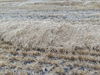 EOI Barley Straw Windrowed