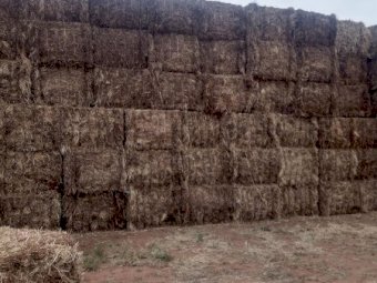 75mt Vetch Hay 600kg 8x4x3 Bales (New Season 22/23)